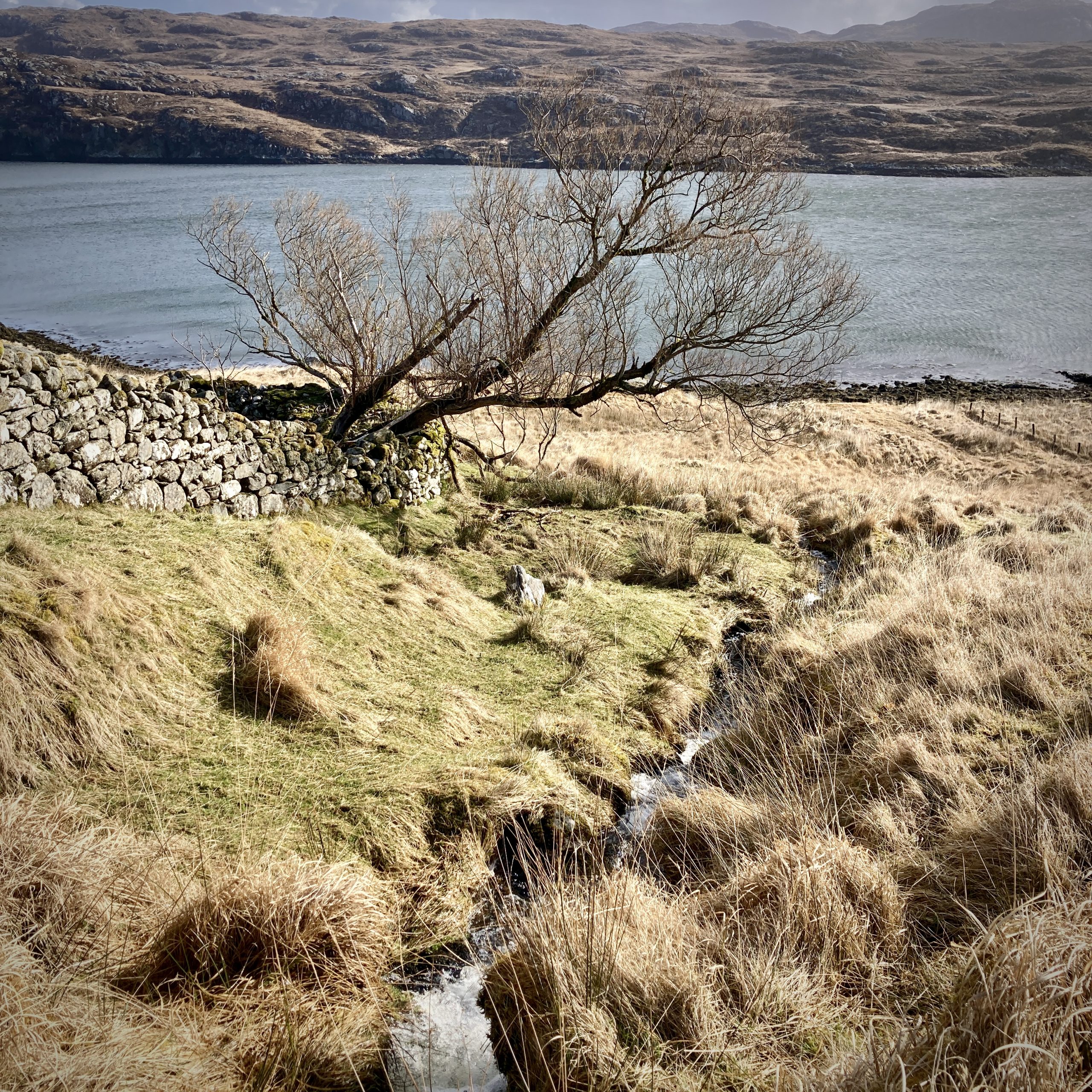 Ancient Native Willow in Croft Landscape