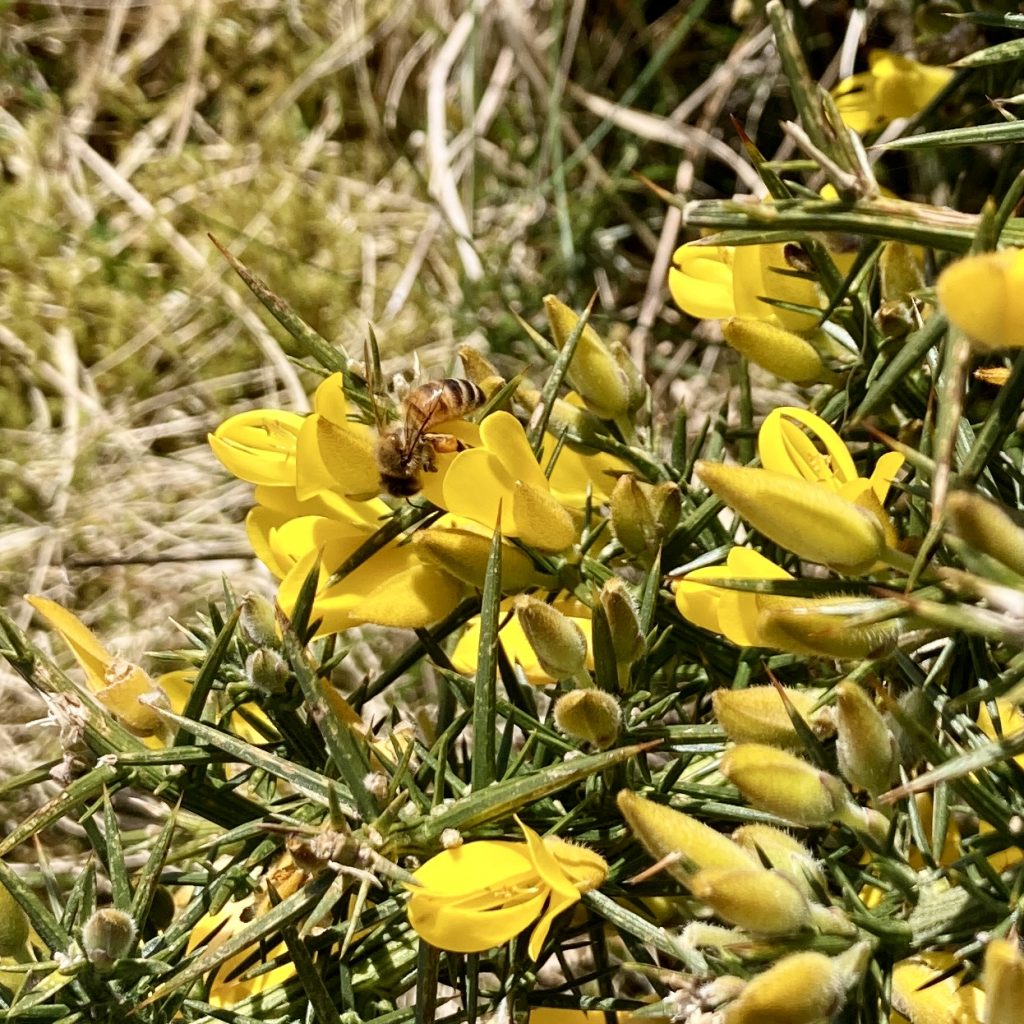 Buckfast bee forging on nectar and pollen from gorse in the outer hebrides