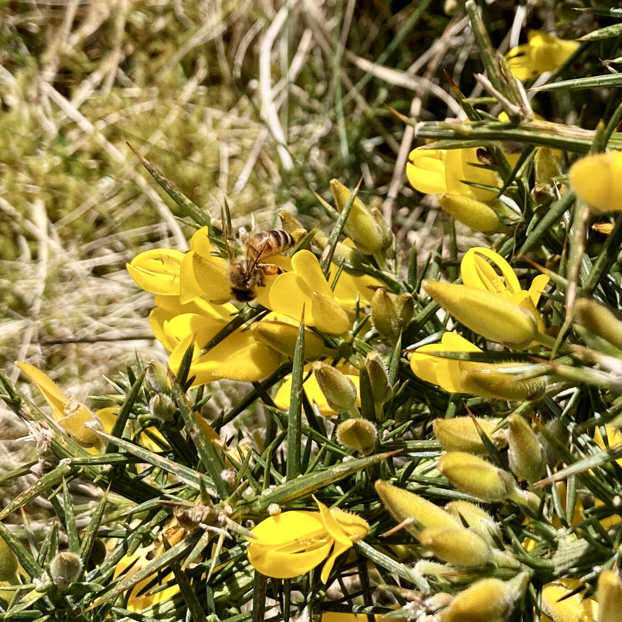 Buckfast bee forging on nectar and pollen from gorse in the outer hebrides