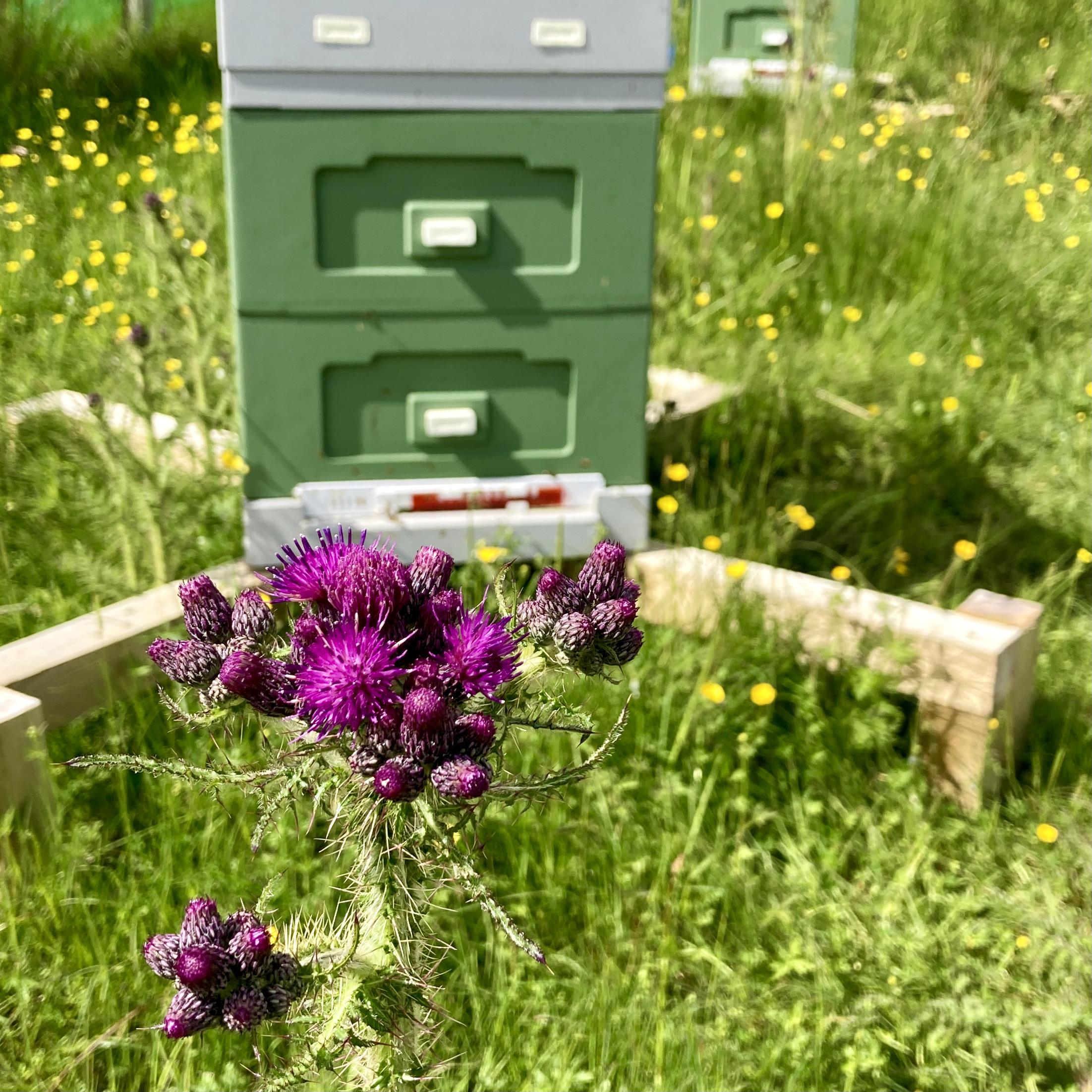 Beekeeping Update: June 2026