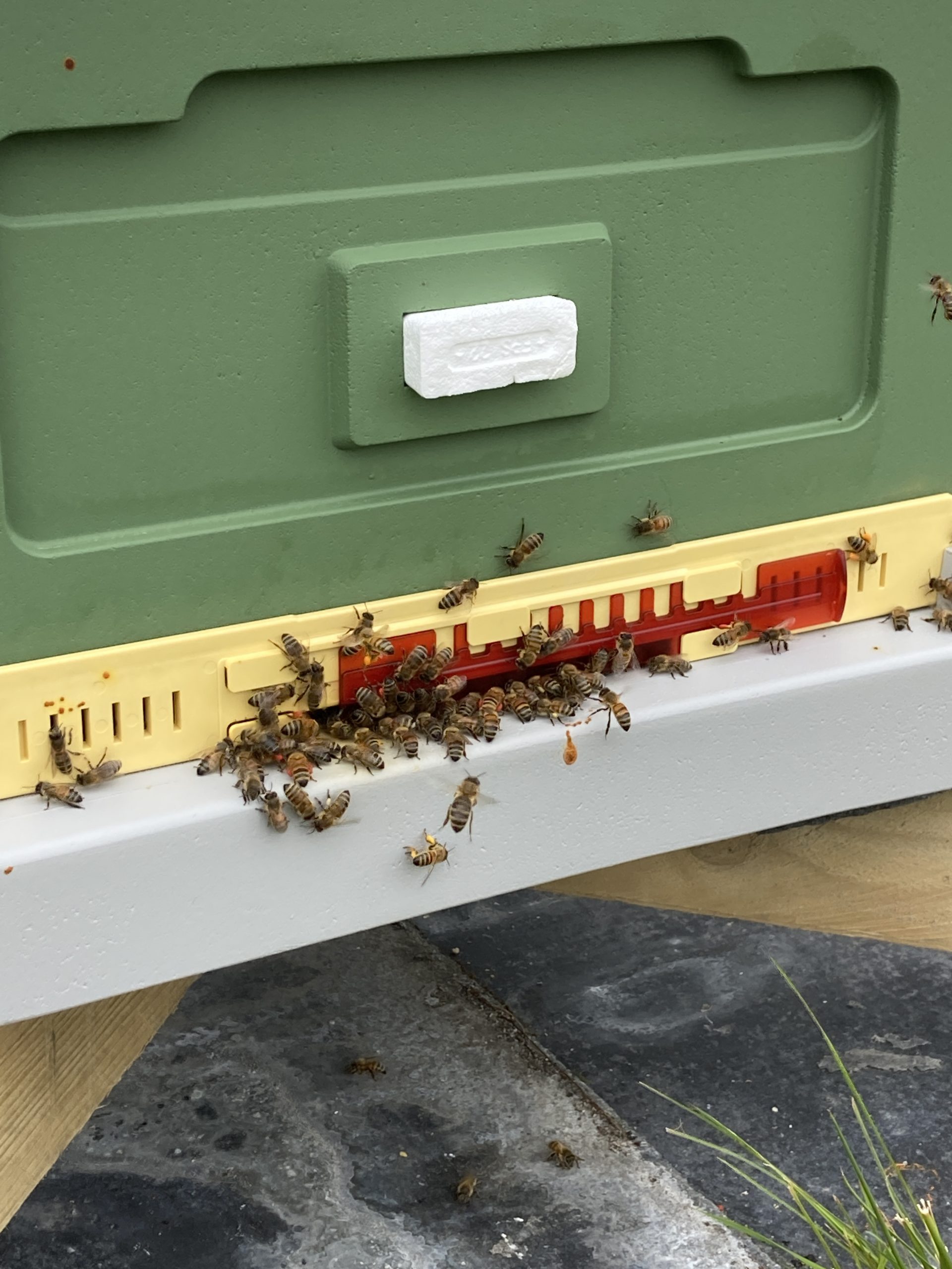 Beekeeping Update: July 2026