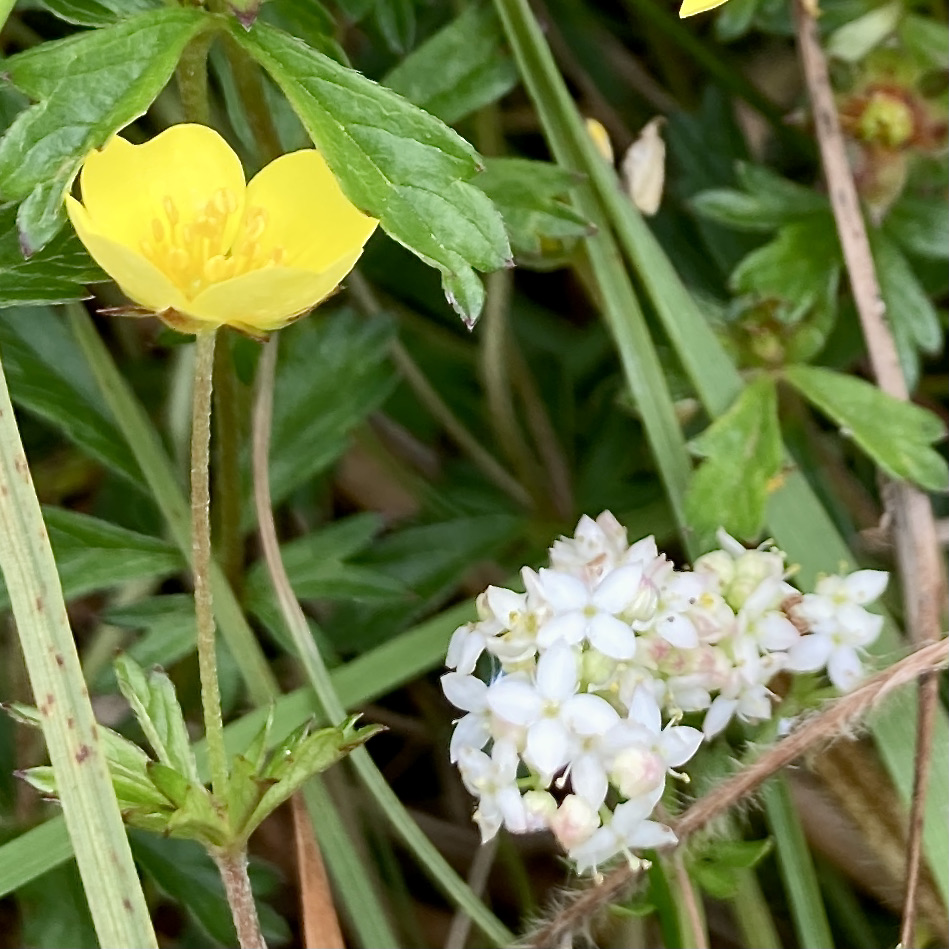 Fencing. Flowers. Ferries.
